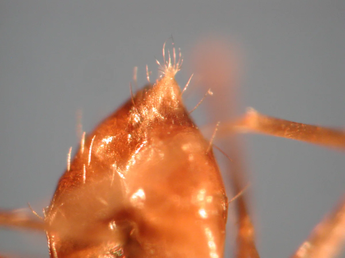 Missouri Myrmecinae — photo 2