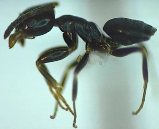 Missouri’s Top Ten — photo 2