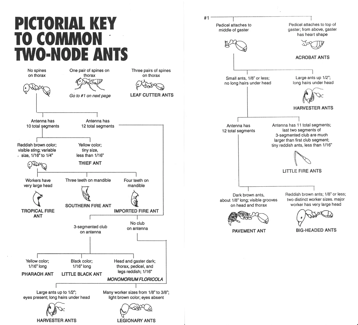 Myrmecinae — photo 2