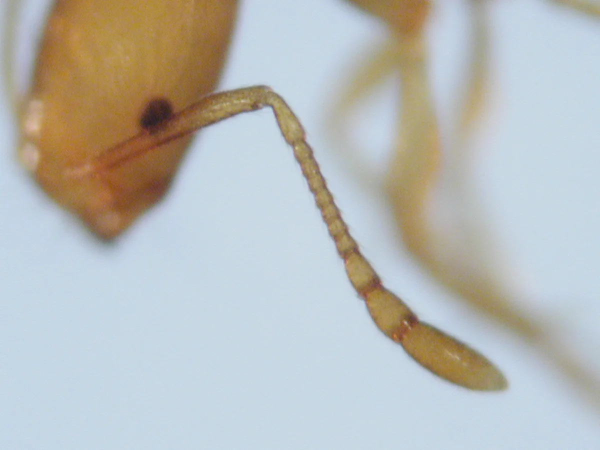 Pest Ant Identification — photo 2