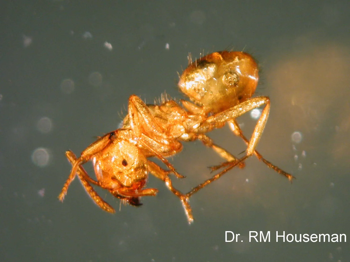 Pest Ant Identification — photo 3