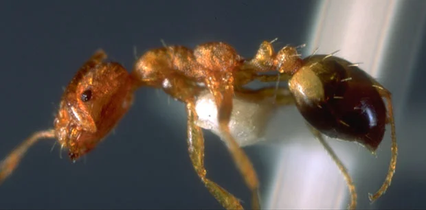 Pest Ant Identification — photo 4