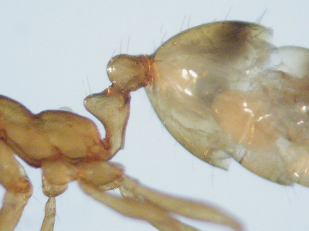 Social Organization — photo 2