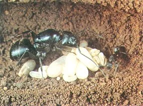 Social Organization — photo 3