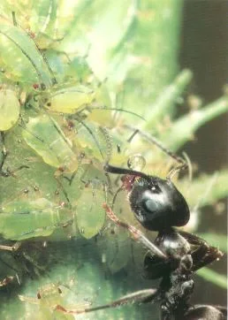 Social Organization — photo 4