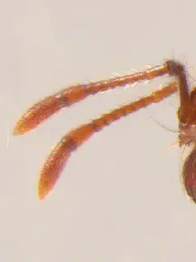 Ant Antennaae in Middle Tennessee