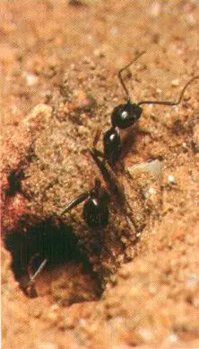 Ant Biology in Middle Tennessee