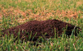 Ant Management in Middle Tennessee