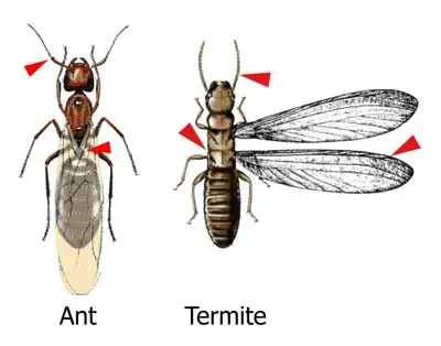 Ant Termite Comparison in Middle Tennessee