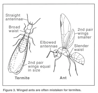Ants in Middle Tennessee