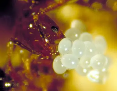 Colony Formation (New colonies are founded by newly mated females (queens).) in Middle Tennessee