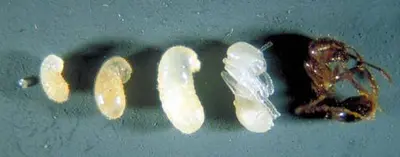 Development (Worker immature and mature stages) in Middle Tennessee