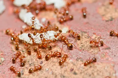 Fire Ant () in Middle Tennessee