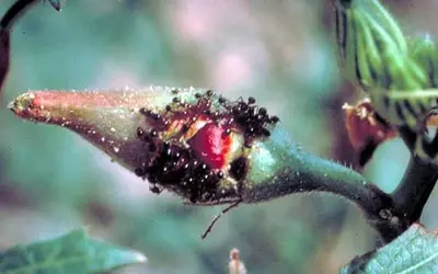 Food Sources (Fire ants eat a) in Middle Tennessee