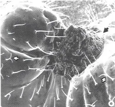 Fourth () in Middle Tennessee