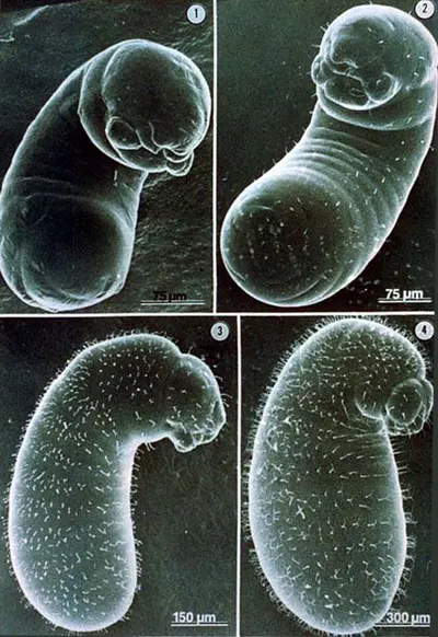 Larval Stages (Larvae molt four times over a 12-15 day period.) in Middle Tennessee