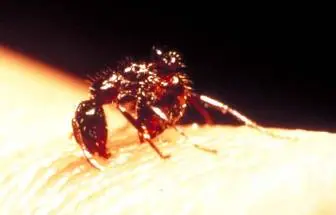 Medical Importance (Bite and Sting Multiple Times) in Middle Tennessee