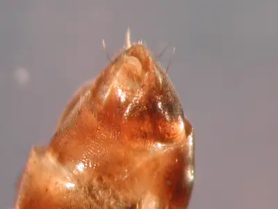 Missouri Formicinae () in Middle Tennessee