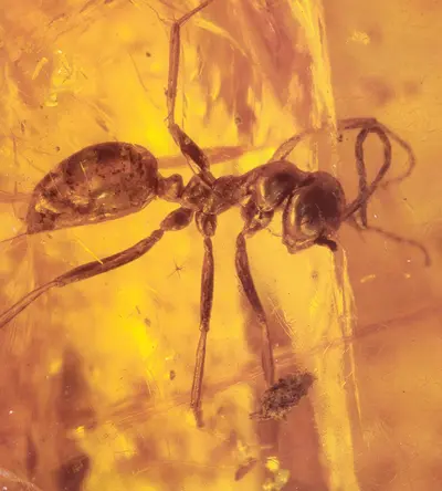 Missouri Myrmecinae () in Middle Tennessee