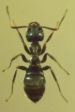 Missouri’s Top Ten (Little black ant Pharaoh ant* Acrobat ant Pavement) in Middle Tennessee