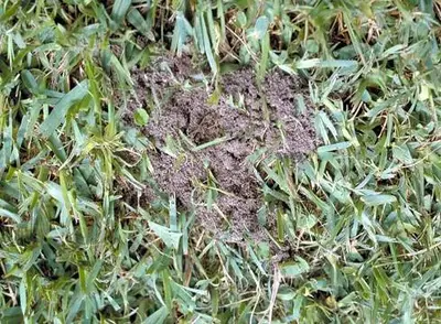 Mound Development () in Middle Tennessee