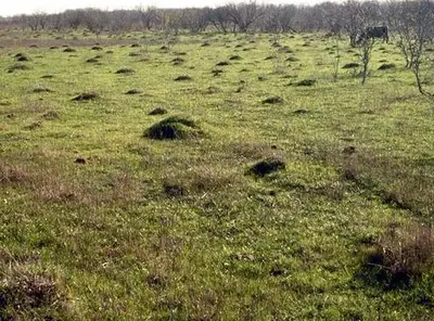 Multiple Queen Colony (More than one queen in each colony) in Middle Tennessee