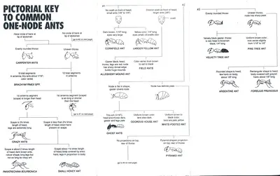 Myrmecinae (Imported fire ant   	(Solenopsis invicta) 10S Ante) in Middle Tennessee
