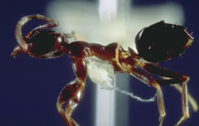 Pest Ant Identification () in Middle Tennessee