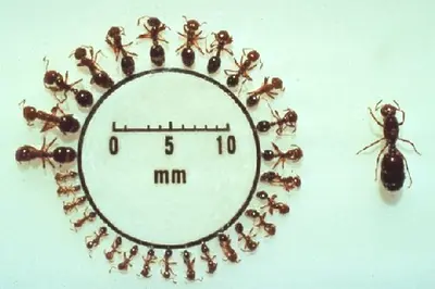 Polymorphism (Polymorphism in Worker Ants) in Middle Tennessee