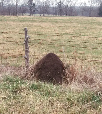 Single Queen Colony (One queen per colony) in Middle Tennessee