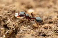 southern fire ant in Middle Tennessee