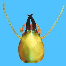 Termite Antennae () in Middle Tennessee