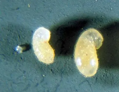 The (The fire ant has 4 life stages) in Middle Tennessee