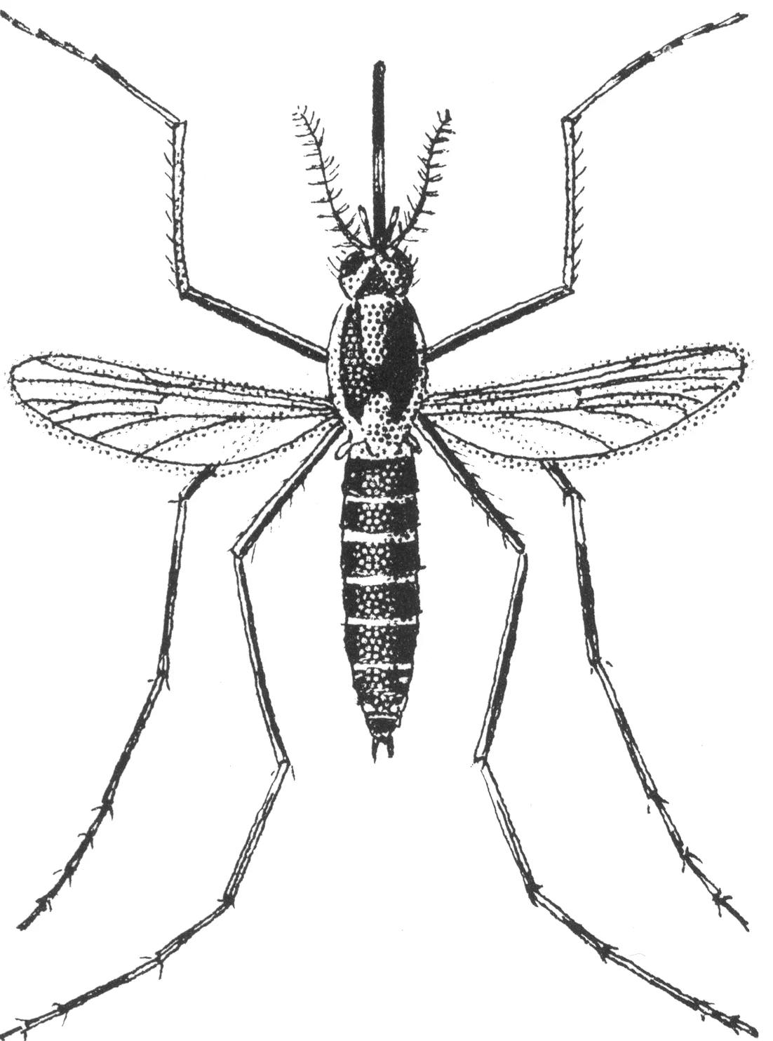 Fly Identification — photo 2