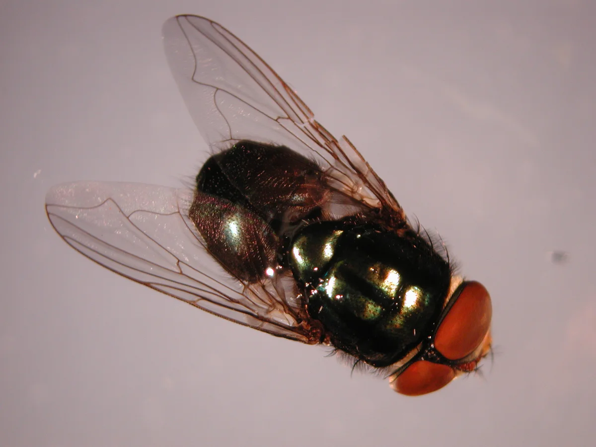 Fruit Fly — photo 2