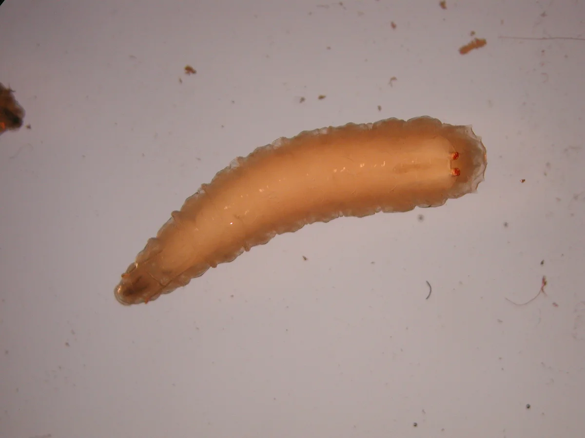 Fruit Fly — photo 3