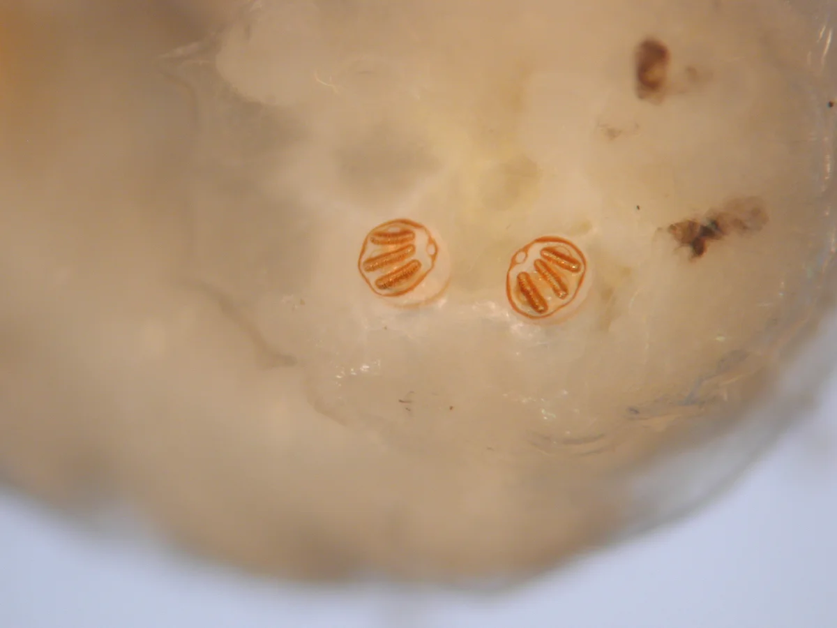 Fruit Fly — photo 4