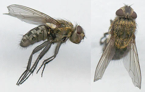 Fruit Fly — photo 5