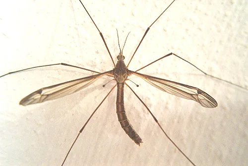 Phorid Flies — photo 2