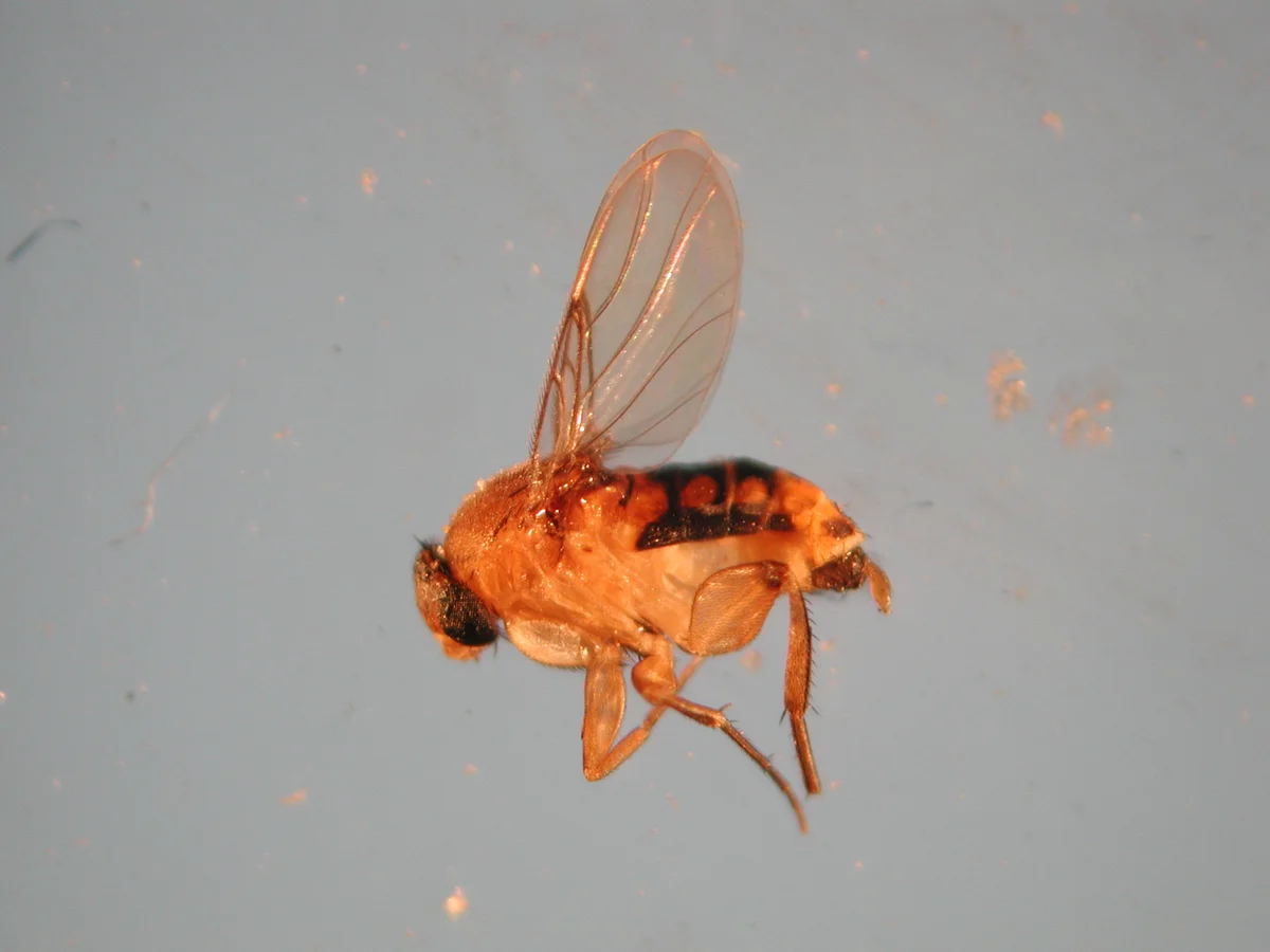 Phorid Fly — photo 2