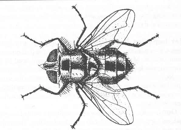 Small Flies — photo 2