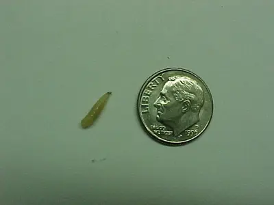 Flies in Middle Tennessee