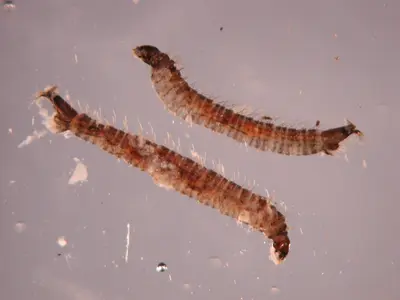 Fly Identification (Three groups Small flies  Less than ¼” in length V) in Middle Tennessee