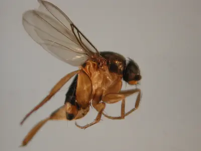 Fly IPM () in Middle Tennessee