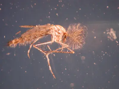 Fruit Fly (Breeding sites Ripened fruits and vegetables Moist) in Middle Tennessee