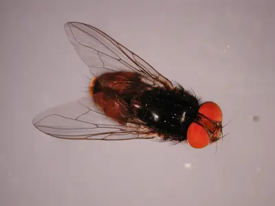 Household Flies: Biology, Behavior, and Control () in Middle Tennessee