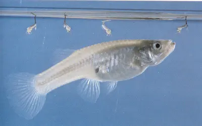 Phorid Flies () in Middle Tennessee