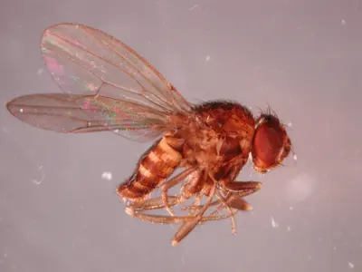 Phorid Fly (Megacelia scalaris 1/10 inch long Arched thorax Da) in Middle Tennessee