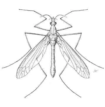 Small Flies (Drosophila spp. Several species 1/8 inch long Tan ) in Middle Tennessee