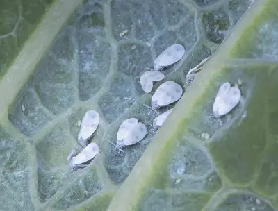 Whitefly () in Middle Tennessee